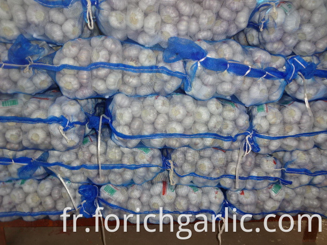 Fresh 2019 Normal White Garlic